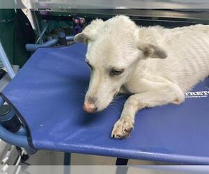 German Shepherd Dog-Unknown Mix Dogs for adoption in Ocala, FL, USA