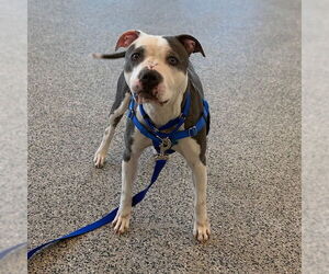 American Pit Bull Terrier Dogs for adoption in Boston, MA, USA