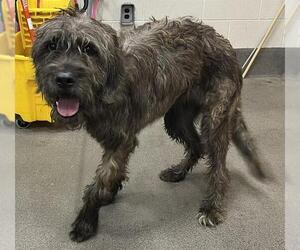 Irish Wolfhound-Unknown Mix Dogs for adoption in Forestville, MD, USA