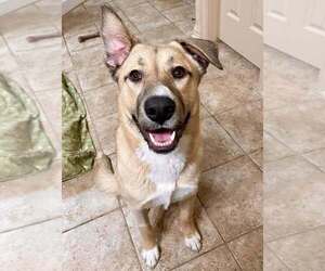 Mutt Dogs for adoption in New York, NY, USA