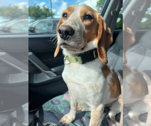 Beagle Dogs for adoption in Greenville, SC, USA