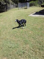 Labrador Retriever-Unknown Mix Dogs for adoption in Smithfield, NC, USA