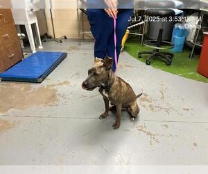 American Pit Bull Terrier Dogs for adoption in Ocala, FL, USA
