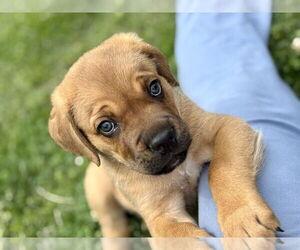 Mutt Dogs for adoption in Mooresville, NC, USA