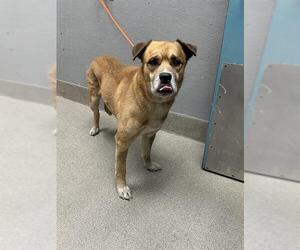 German Shepherd Dog-Unknown Mix Dogs for adoption in Las Vegas, NV, USA