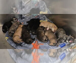 German Shepherd Dog Dogs for adoption in Riverside, CA, USA