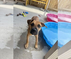 Labrador Retriever-Unknown Mix Dogs for adoption in Ponchatoula , LA, USA