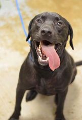 Labrador Retriever Dogs for adoption in Parker Ford, PA, USA