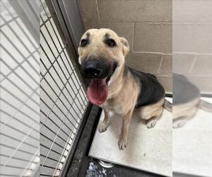 German Shepherd Dog-Unknown Mix Dogs for adoption in Upland, CA, USA