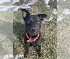 American Pit Bull Terrier-Labrador Retriever Mix Dogs for adoption in Lee's Summit, MO, USA