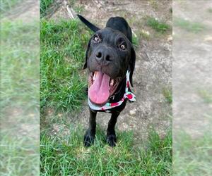 Labrador Retriever Dogs for adoption in Conroe, TX, USA