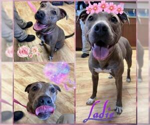 American Pit Bull Terrier Dogs for adoption in Pearland, TX, USA