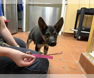 German Shepherd Dog-Siberian Husky Mix Dogs for adoption in Camarillo, CA, USA