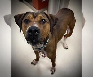 Treeing Walker Coonhound-Unknown Mix Dogs for adoption in Center Township, PA, USA