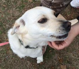 Labrador Retriever-Unknown Mix Dogs for adoption in lepanto , AR, USA