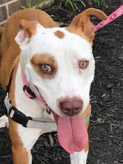 American Pit Bull Terrier Dogs for adoption in Fairfax, VA, USA