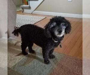 Poodle (Miniature) Dogs for adoption in Overland Park, KS, USA