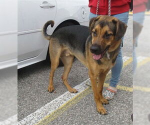 Bloodhound-Unknown Mix Dogs for adoption in Ocala, FL, USA