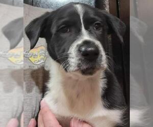 Border-Aussie Dogs for adoption in House Springs, MO, USA