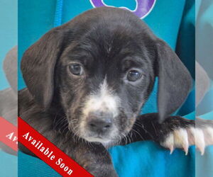 Beagle-Unknown Mix Dogs for adoption in Huntley, IL, USA