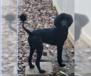 Poodle (Standard) Dogs for adoption in Thomasville, NC, USA