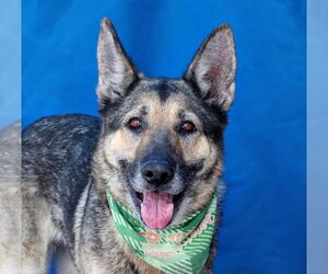 German Shepherd Dog Dogs for adoption in Pasadena, CA, USA