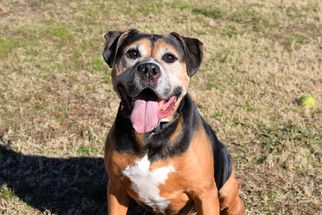 Rottweiler-American Pit Bull Terrier Dogs for adoption in Virginia Beach, VA, USA