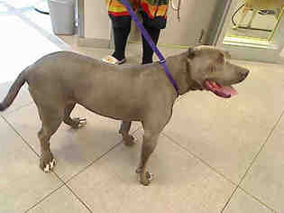 American Pit Bull Terrier Dogs for adoption in Rancho Cucamonga, CA, USA