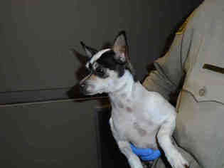 Medium Photo #1 Rat Terrier Puppy For Sale in Orange, CA, USA