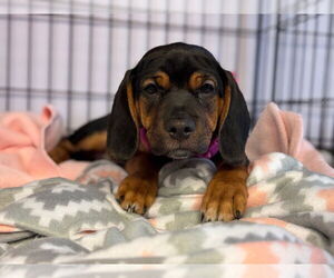 Beabull Dogs for adoption in Gloversville, NY, USA