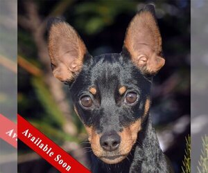 Miniature Pinscher-Unknown Mix Dogs for adoption in Huntley, IL, USA