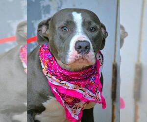 American Pit Bull Terrier-Unknown Mix Dogs for adoption in Tuscumbia, AL, USA