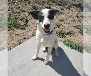 Australian Cattle Dog Dogs for adoption in Cottonwood, AZ, USA