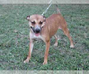 Mutt Dogs for adoption in Oak Bluffs, MA, USA
