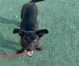 Chiweenie Dogs for adoption in Redlands, CA, USA