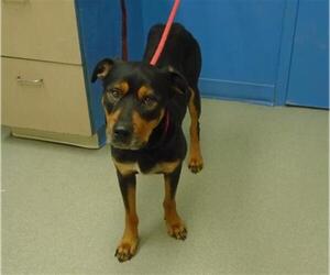 Rottweiler Dogs for adoption in Pueblo, CO, USA