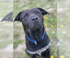 Mutt Dogs for adoption in Virginia Beach, VA, USA