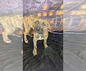 Mutt Dogs for adoption in Evansville, IN, USA