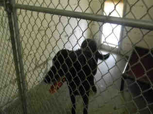 Labrador Retriever Dogs for adoption in Easton, MD, USA