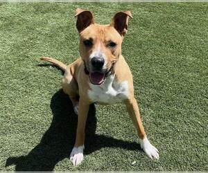 American Staffordshire Terrier-Boxer Mix Dogs for adoption in Corona, CA, USA