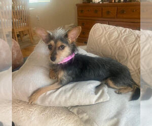 Cairn Terrier-Unknown Mix Dogs for adoption in Las Vegas, NV, USA