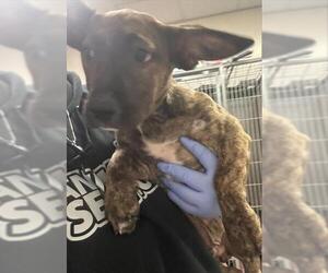 American Pit Bull Terrier-Pembroke Welsh Corgi Mix Dogs for adoption in Sacramento, CA, USA