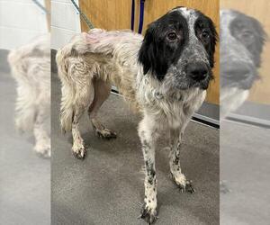 Great Pyrenees Dogs for adoption in Forestville, MD, USA