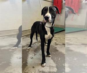 American Pit Bull Terrier-Unknown Mix Dogs for adoption in Camarillo, CA, USA