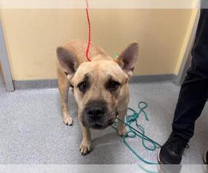 American Pit Bull Terrier-German Shepherd Dog Mix Dogs for adoption in Orange, CA, USA