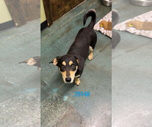 Pembroke Welsh Corgi-Unknown Mix Dogs for adoption in Chico, CA, USA