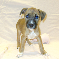 Bulloxer Dogs for adoption in Fayetteville, TN, USA