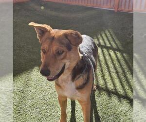 German Shepherd Dog-Unknown Mix Dogs for adoption in Las Vegas, NV, USA