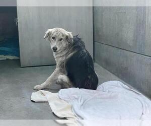 German Shepherd Dog-Unknown Mix Dogs for adoption in Pasadena, CA, USA