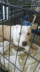 American Pit Bull Terrier-Unknown Mix Dogs for adoption in Midland, TX, USA